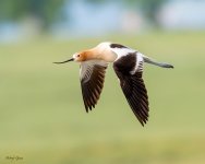 AvocetFlight-195.jpg