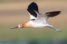 AvocetFlight-198.jpg