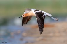 AvocetFlight-199.jpg