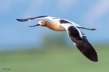 AvocetFlight-200.jpg