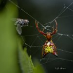 _DSC9738-DeNoiseAI-clear.jpg