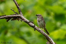 RD5_2845-Edit.jpg