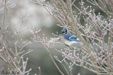 20210211Backyard birds-RD5_6585.jpg
