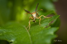 _DSC9786-SharpenAI-Focus.jpg