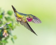 HummerTakeoff-197.jpg