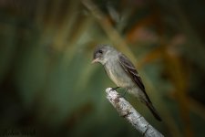 RD5_3726-Edit.jpg