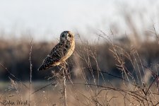 RD5_9148-Edit.jpg