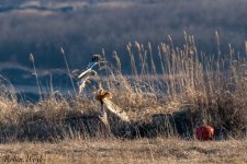 RD5_9221-Edit.jpg
