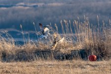 RD5_9222-Edit.jpg