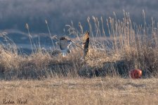 RD5_9223-Edit.jpg