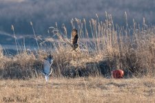 RD5_9224-Edit.jpg
