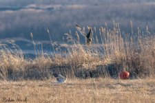 RD5_9225-Edit.jpg