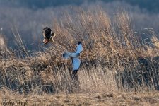 RD5_9230-Edit.jpg