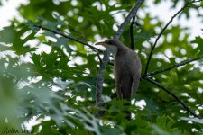 RD5_3786-Edit.jpg