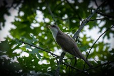 RD5_3790-Edit.jpg