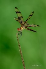 DSC_6540-topaz-rawdenoise-sharpen.jpg