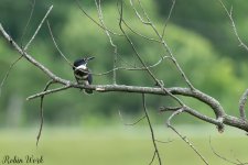 RD5_3873-Edit.jpg