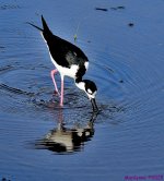 DSC_1556_001.JPG