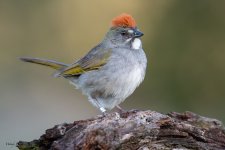 GreenTailedTowhee-205.jpg