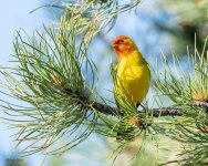 WesternTanager-205.jpg