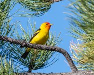 WesternTanager-206.jpg