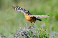 RobinTakeoff-205.jpg