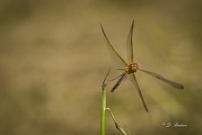 DSC_6930-topaz-denoise-2.jpg