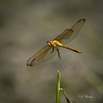 DSC_6958-topaz-denoise-2.jpg