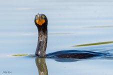 CormorantEyes-210.jpg