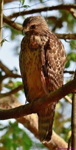 DSC_1618_001.JPG