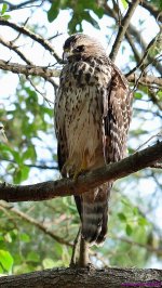 DSC_1591_001.JPG