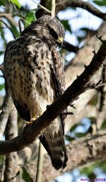 DSC_1627_001.JPG