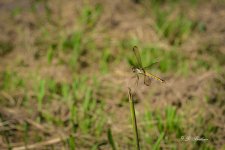 DSC_7170-topaz-denoise-2.jpg