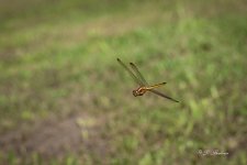 DSC_7915-topaz-denoise.jpg
