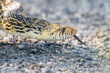 Bullsnake-212.jpg