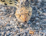 Bullsnake-214.jpg