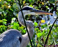 DSC_1798_001.JPG