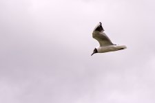 Gull.jpg