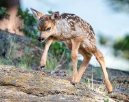 Fawn-212.jpg