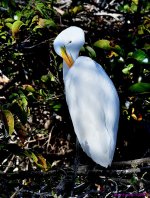 DSC_2033_001.JPG