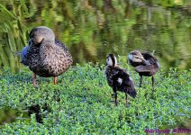 DSC_2105_001.JPG