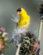GoldfinchSeeds-220.jpg