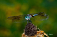 dragonfly2.jpg