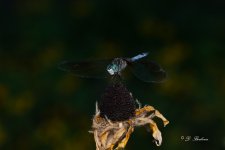 DSC_8206.jpg