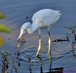 DSC_2153_001.JPG
