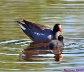 DSC_2174_001.JPG