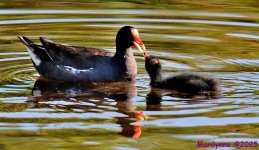 DSC_2177_001.JPG