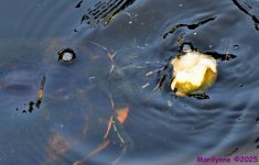 DSC_2194_001.JPG