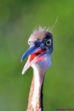 DSC_2203_001.JPG