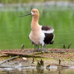 AvocetTenLegs-220.jpg